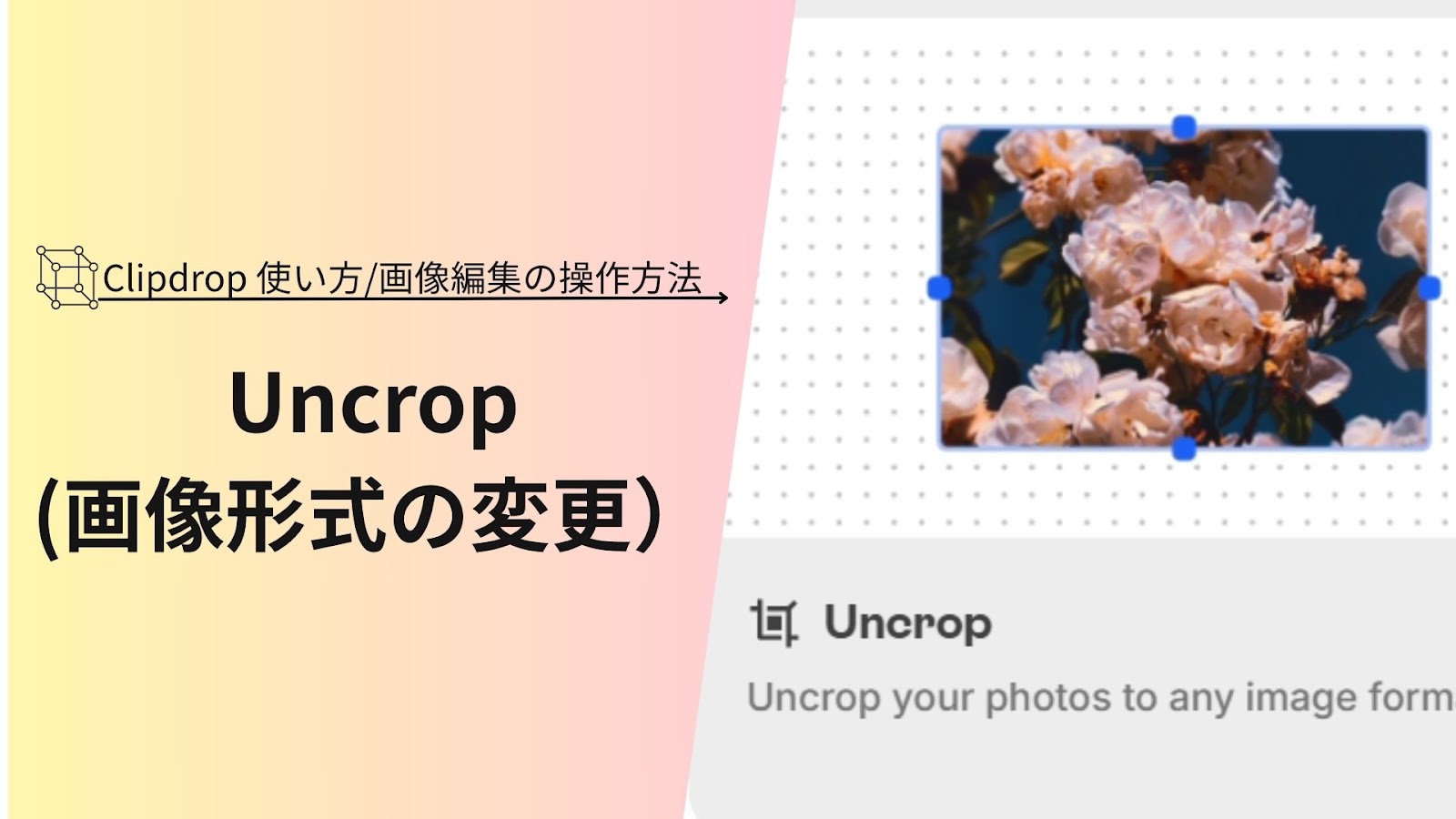 「Uncrop（画像形式の変更）」の文字が青い枠で囲んだ花の写真の横に入った、Clipdropの使い方の見出し画像